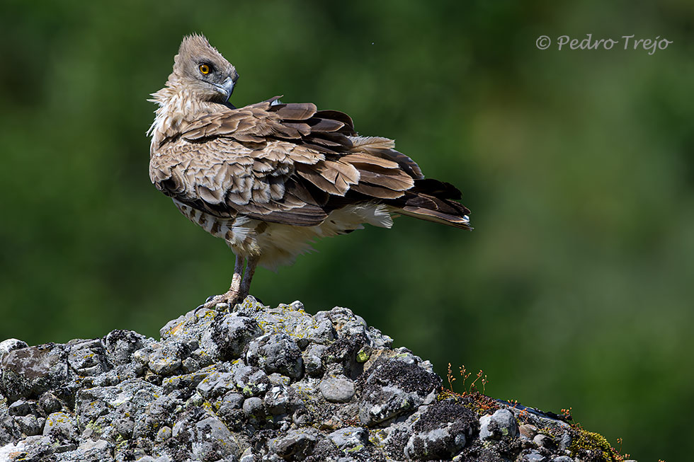 Aguila culebrera (Circaetus gallicus)